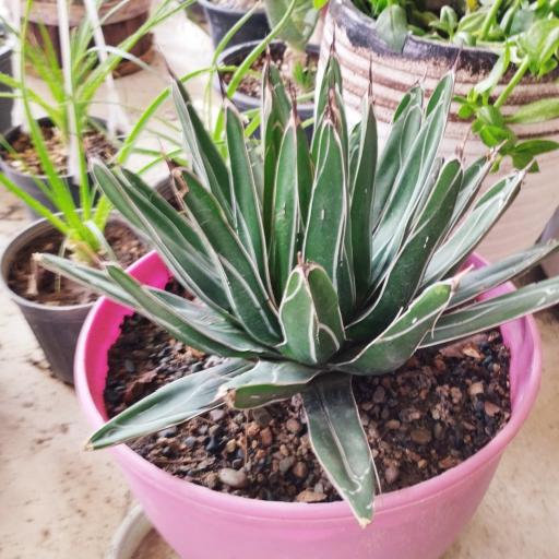 عکس کاکتوس امیر 