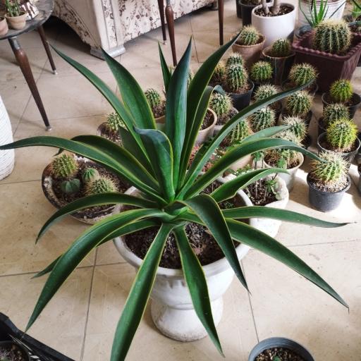 عکس کاکتوس امیر 