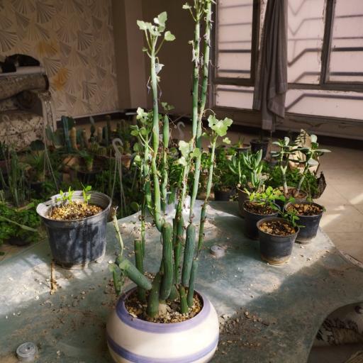 عکس کاکتوس امیر 