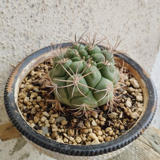 عکس کاکتوس امیر 