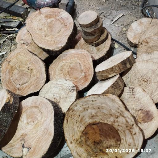 عکس کاکتوس امیر 