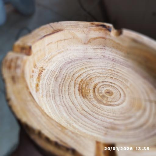 عکس کاکتوس امیر 