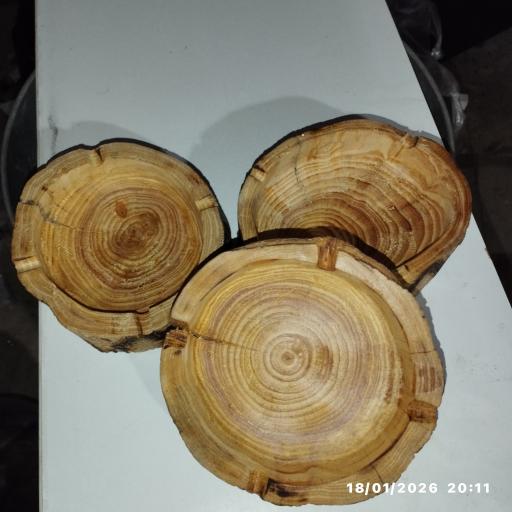 عکس کاکتوس امیر 