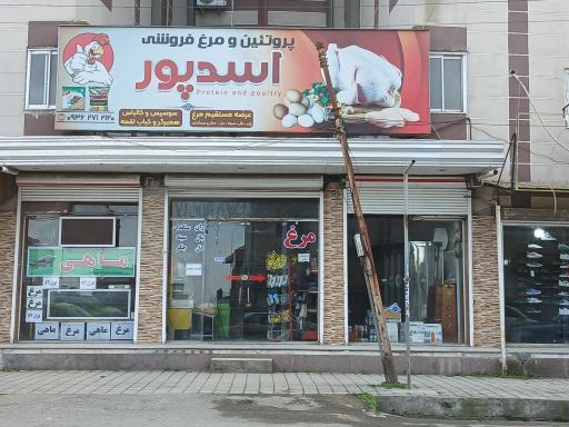 عکس مرغ و پروتئین اسدپور