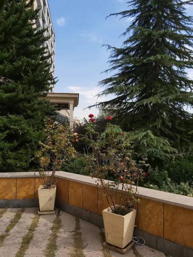 عکس مجتمع میخک