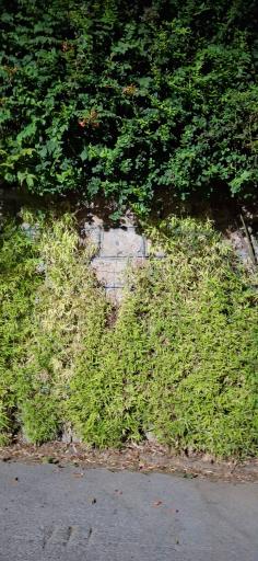 عکس باغ پردیس