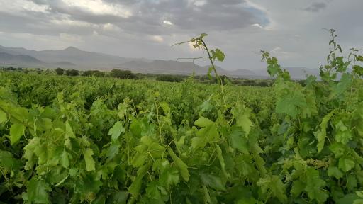 عکس قلعه طورگیر