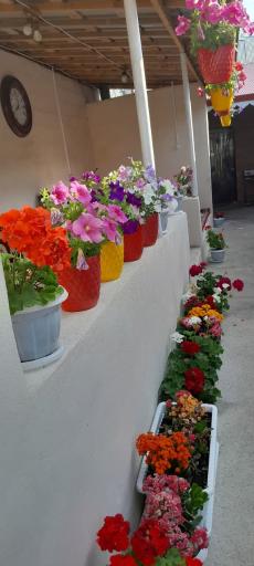 عکس کافه رستوران چینه گُل