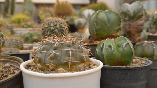 عکس گلخانه هاریکاکاکتوس