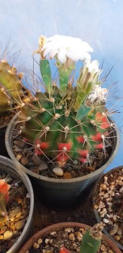 عکس گلخانه هاریکاکاکتوس
