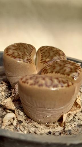 عکس گلخانه هاریکاکاکتوس