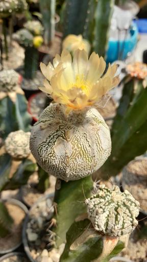 عکس گلخانه هاریکاکاکتوس