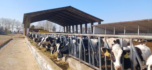 عکس گاوداری نیکخو و شرکاء