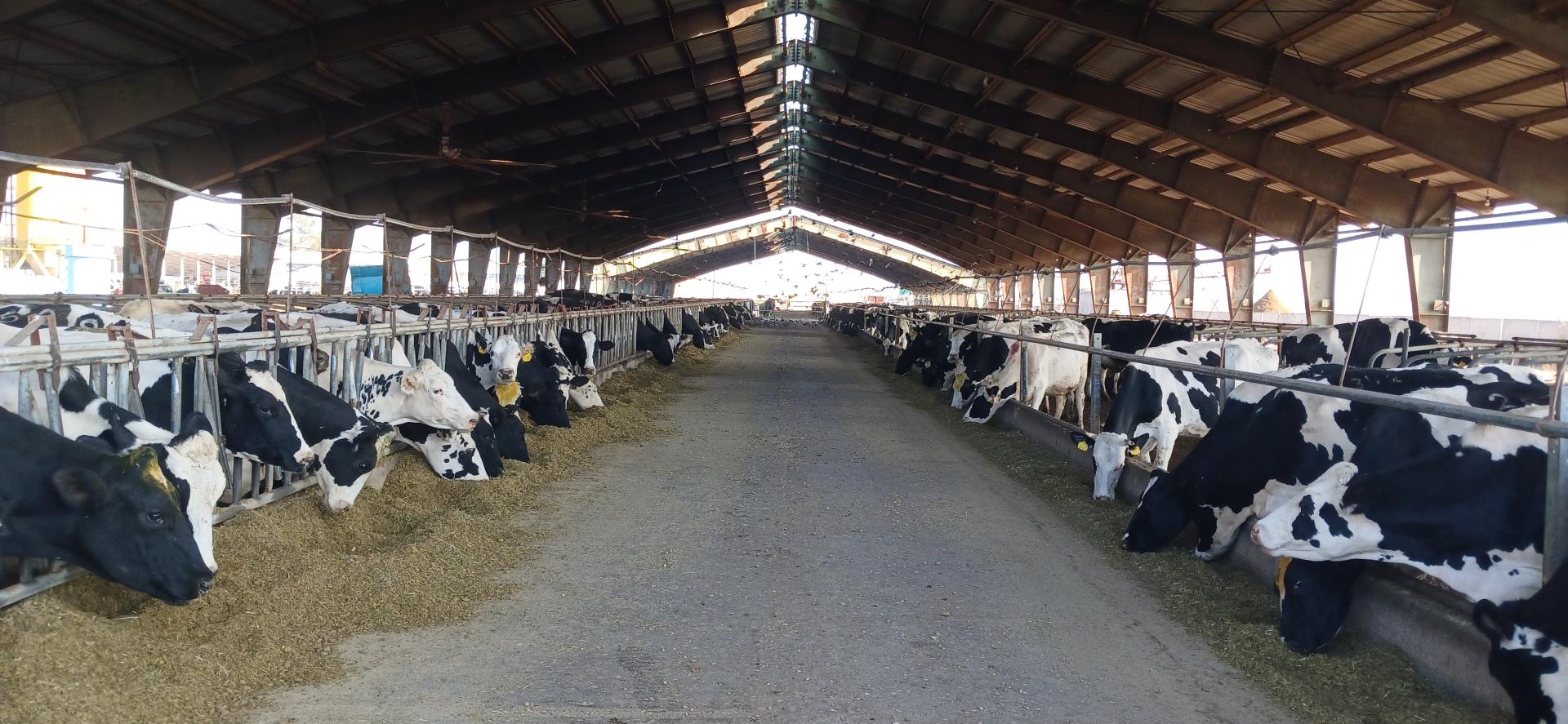 عکس گاوداری نیکخو و شرکاء