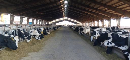 عکس گاوداری نیکخو و شرکاء