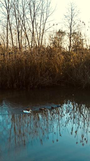 عکس اسکله تفریحی گردشگری خیزران سبز تالاب