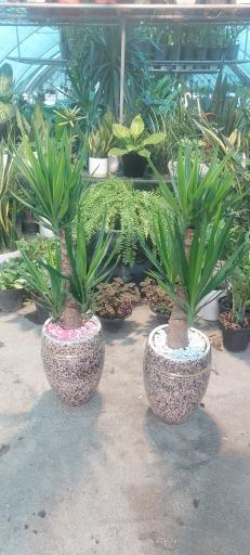 عکس گلخانه ارکیده 