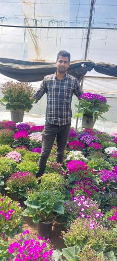 عکس گلخانه ارکیده 