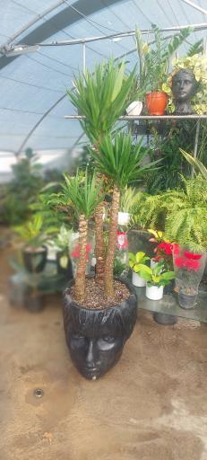 عکس گلخانه ارکیده 