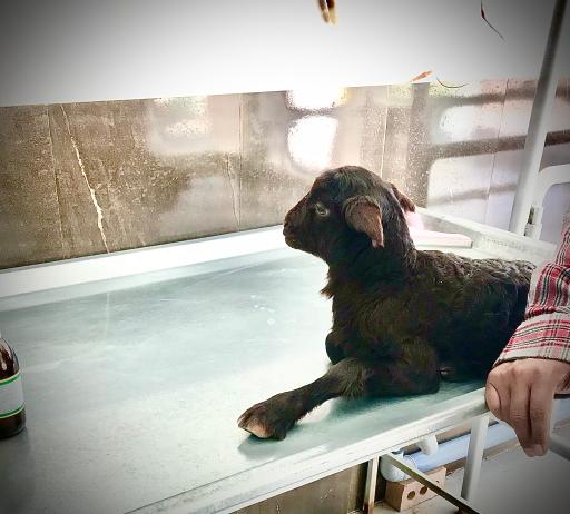 عکس دامپزشکی توس ( کلینیک و داروخانه)