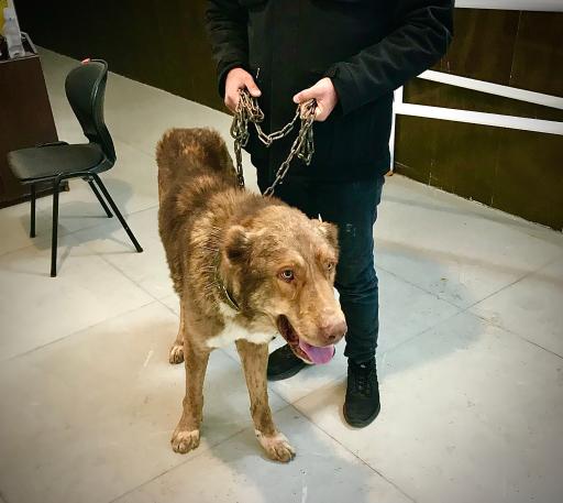 عکس دامپزشکی توس ( کلینیک و داروخانه)