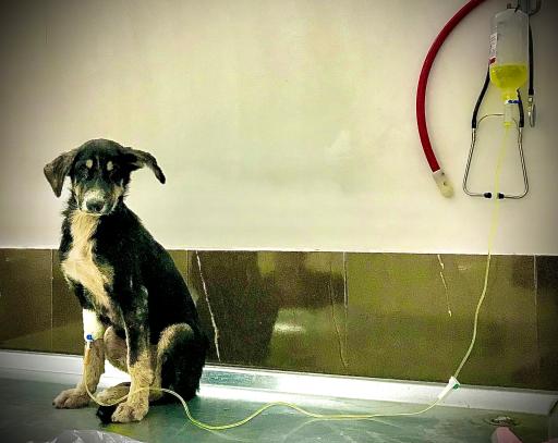 عکس دامپزشکی توس ( کلینیک و داروخانه)