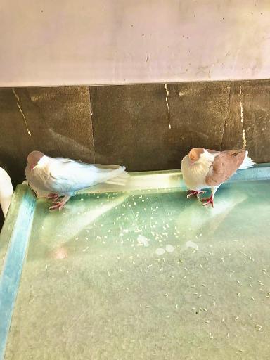 عکس دامپزشکی توس ( کلینیک و داروخانه)