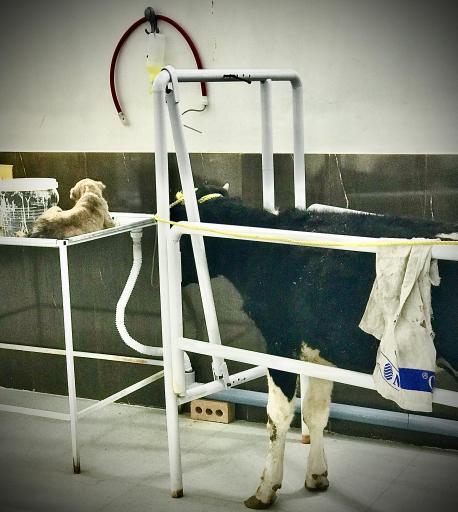 عکس دامپزشکی توس ( کلینیک و داروخانه)