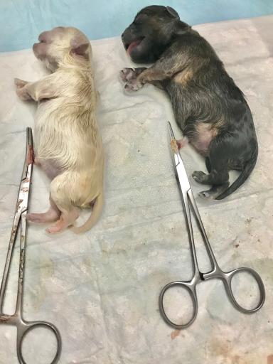 عکس دامپزشکی توس ( کلینیک و داروخانه)