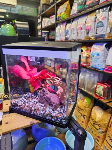 عکس پتاریوم