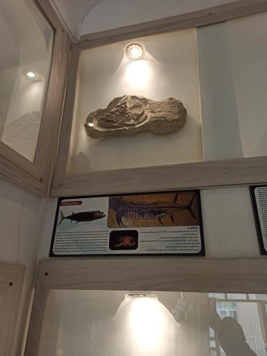 عکس موزه دیرینه شناسی کامبرین