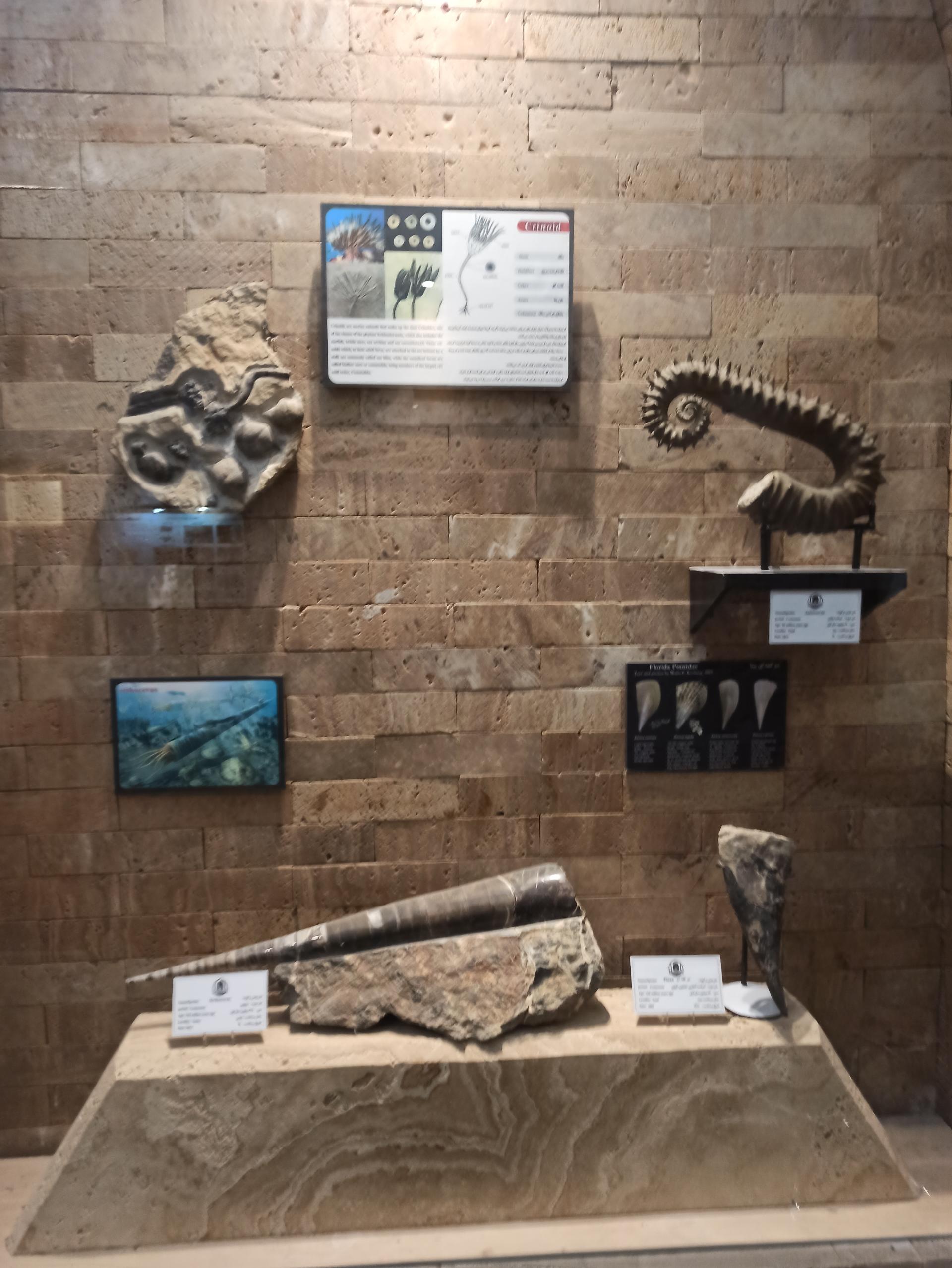 عکس موزه دیرینه شناسی کامبرین