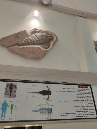 عکس موزه دیرینه شناسی کامبرین