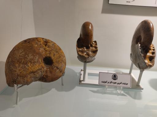 عکس موزه دیرینه شناسی کامبرین