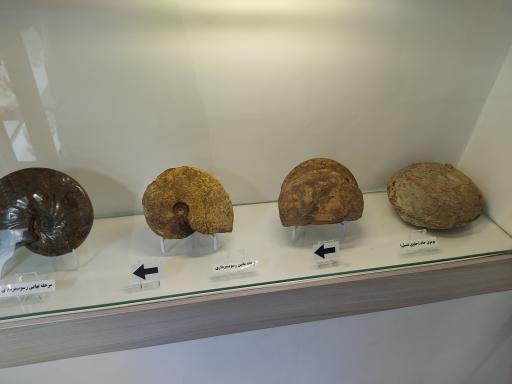 عکس موزه دیرینه شناسی کامبرین