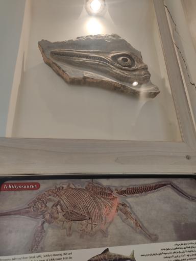 عکس موزه دیرینه شناسی کامبرین