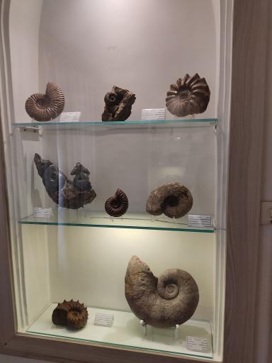 عکس موزه دیرینه شناسی کامبرین