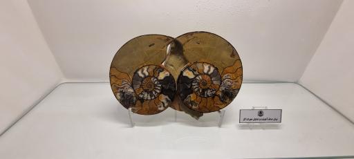 عکس موزه دیرینه شناسی کامبرین