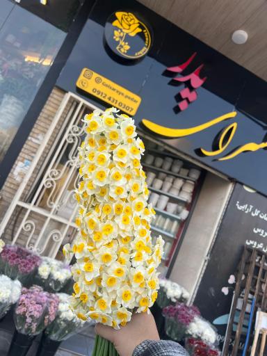 عکس گلسرای پدر