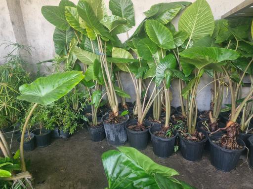 عکس نهالستان مرکزی عرشیان توس