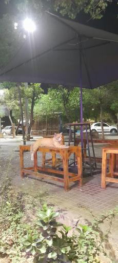 عکس کافه لونا