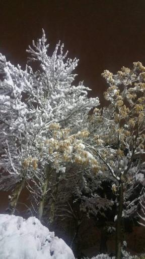 عکس پارک تفریحی بوجه