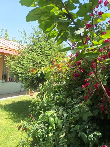 عکس اقامتگاه بومگردی کانی لوسه