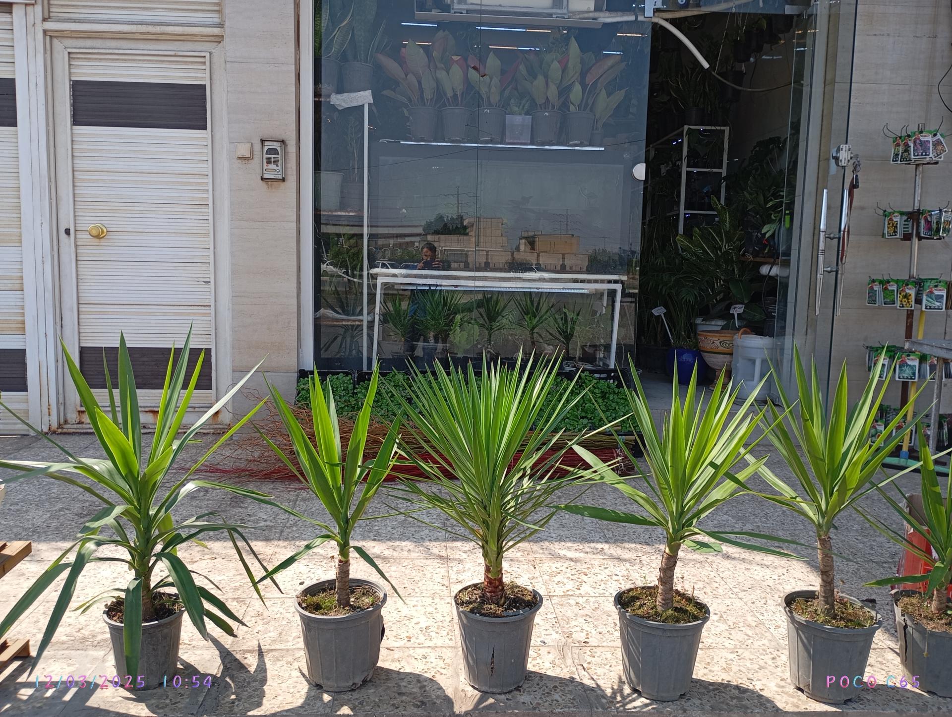 عکس گلخانه روز سبز