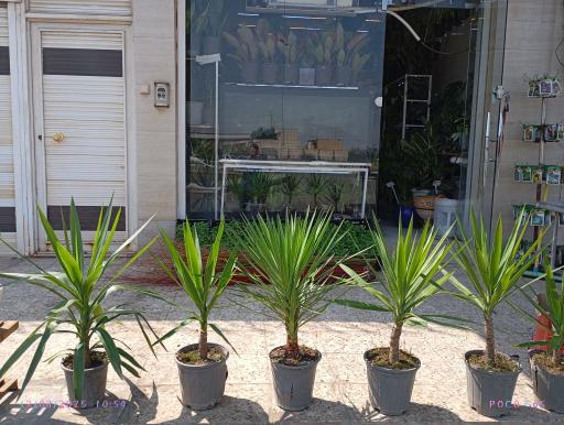 عکس گلخانه روز سبز