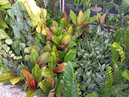 عکس گلخانه روز سبز