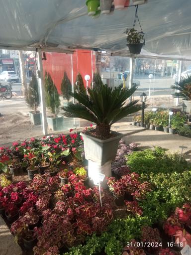 عکس گل خانه بروجرد 