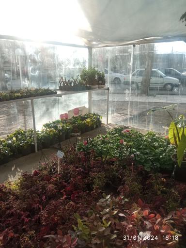 عکس گل خانه بروجرد 