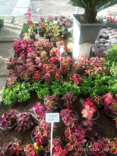 عکس گل خانه بروجرد 