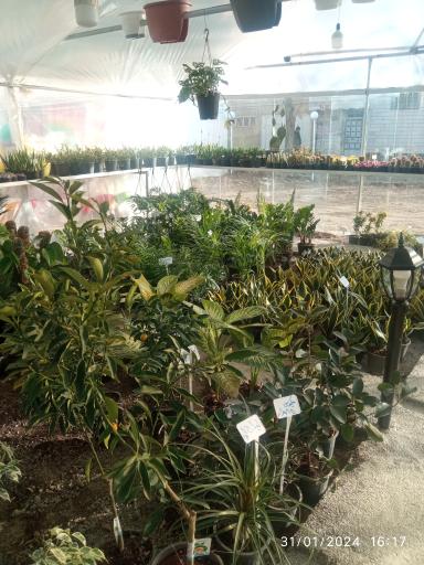 عکس گل خانه بروجرد 